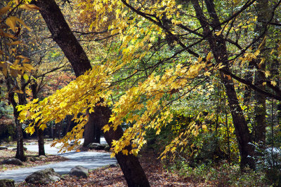 A Campground Winding Road 