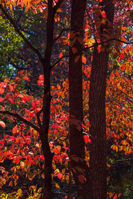Back Lighting On Red Leaves