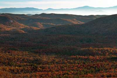 Strong Reds In The Valley