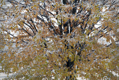 Drillfield Maple With Snow