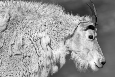 Colorado Mountain Goat