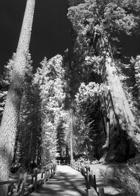 Sequoia #2
