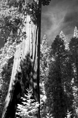 Sequoia #1