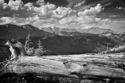 Old Tree Trunk-Rocky Mountain National Park-Colorado