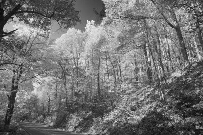 Road Through Pisgah National Forest-North Carolina