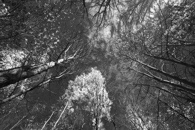 Looking Up In A Forest