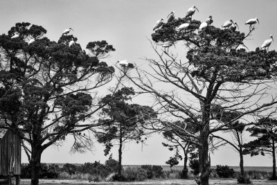 North American Ibis On Portsmouth Island, North Carolina