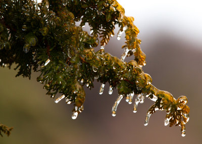 Covered In Ice