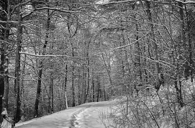 A Path Through The Woods