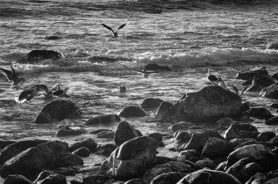 Sea Gulls: A California Coast Evening