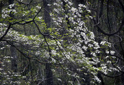 Dogwoods In Bloom