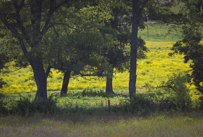 Wild Flowers