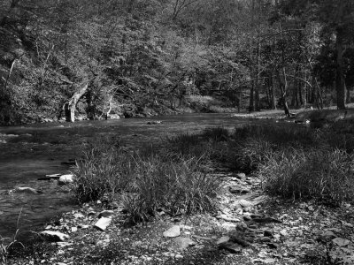 A Stream In Elkmont Campground, Great Smoky Mountains