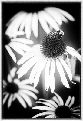 Pin Hole Camera Effect