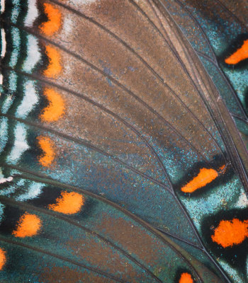 Butterfly Wings: Combining Two Images In Layers