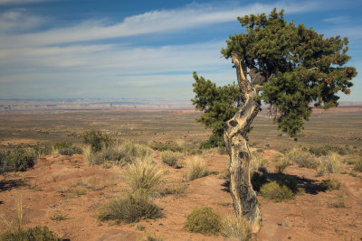 Standing Alone - Glen Canyon National Recreation Area, Page