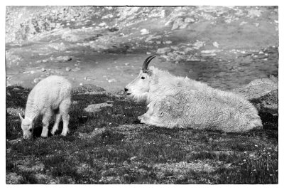 Rocky Mountain Goats-Colorado