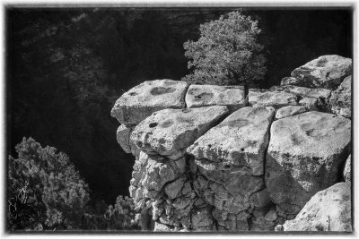 Grand Canyon North Rim-One Tough Tree