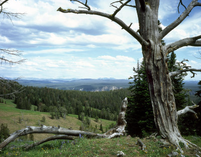 Northern Central Yellowstone 