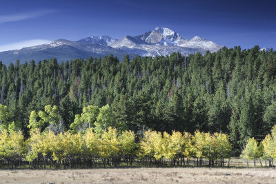 Aspens Below Long's Peak