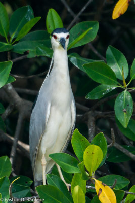 Night Heron - Keeping an Eye on Things