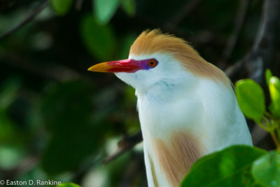 Cattle Egret