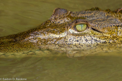 Crocodile I