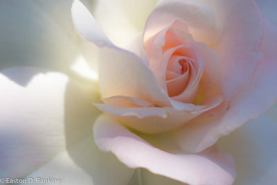Peace Rose