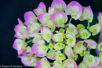 Hydrangea