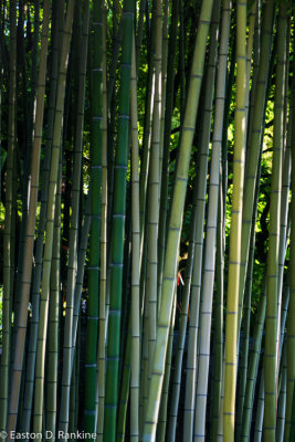 Bamboo