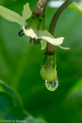 Drop on Pepper
