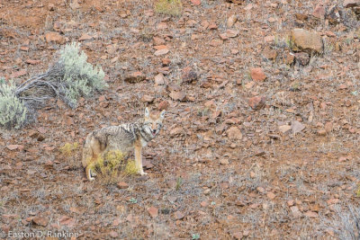 _DSC2682.jpg