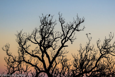 Sunset Birds