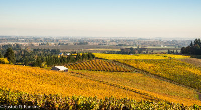 Dundee Vineyards