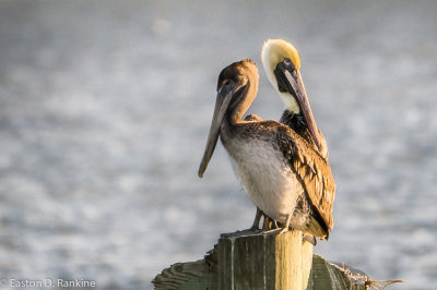 Brown Pelcans