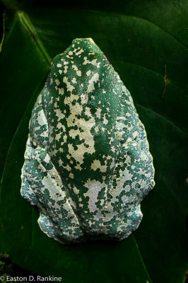 Frog I - Atlanta Botanical Garden