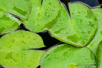 Water Lilly