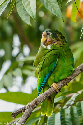 Yellow-billed Parrot (Amazona collaria)