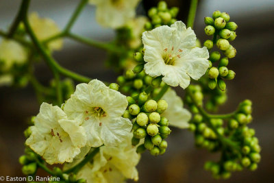 Clammy Cherry (Cordia dentata)