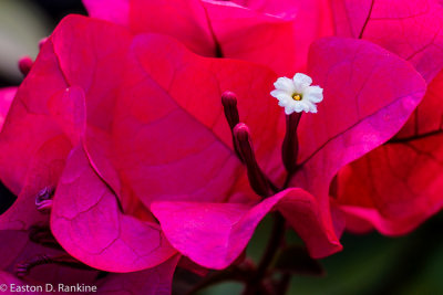 Bouganvillea