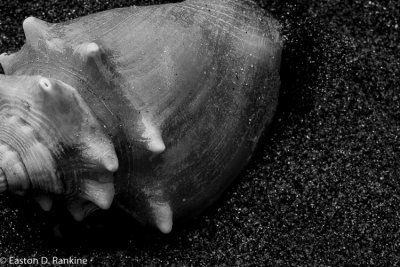 Conch