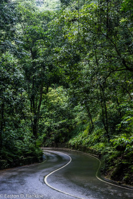 Fern Gully