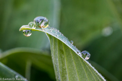 Water Droplets on Hosta