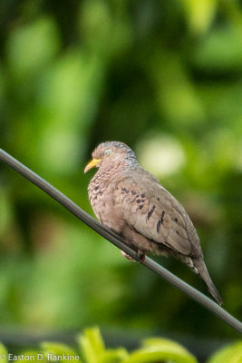 Ground Dove (Columbina passerina)