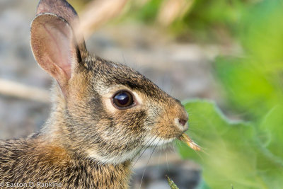 Bunny