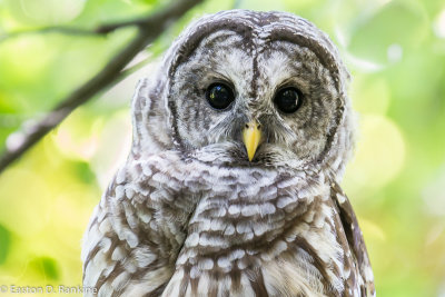Barred Owl (Strix varia) 