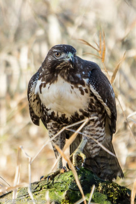 Immature Red Tailed Hawk (?) (Pre-Bath)