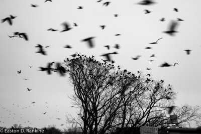 Evening Crows