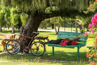 In the Shade