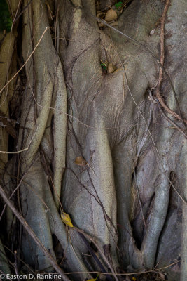 Fig Tree's Root